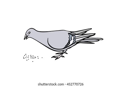 Vector illustration of hand drawn eating pigeon. Beautiful ink drawing, city bird portrait