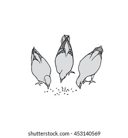 Vector illustration of hand drawn eating pigeons. Beautiful ink drawing, city birds portrait