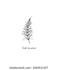 Vector illustration of hand drawn field horsetail. Beautiful floral design elements,  ink drawing.