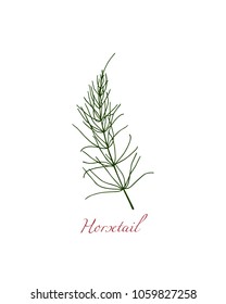 Vector illustration of hand drawn field horsetail. Beautiful floral design elements,  ink drawing.