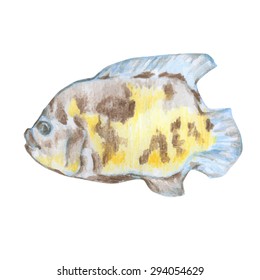 vector illustration of hand drawn fish