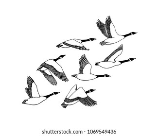 Vector illustration of hand drawn flock of flying wild geese. Beautiful animal design elements, ink drawing.