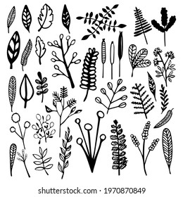 Vector illustration of hand drawn floral element.