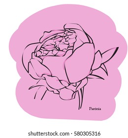 Vector illustration of hand drawn flower.