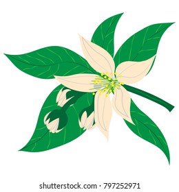 Vector illustration. Hand drawn Ñ�itrus flower blossom.