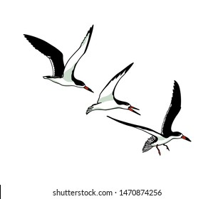 Vector illustration of hand drawn flying black skimmers. Beautiful animal design elements, ink drawing.
