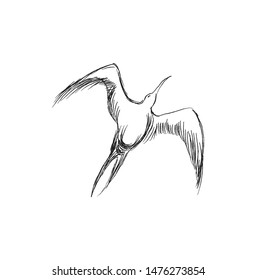 Vector illustration of hand drawn flying black skimmers. Beautiful animal design elements, ink drawing.