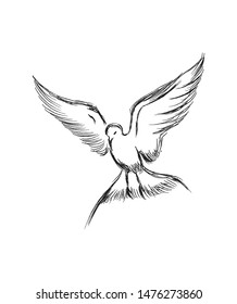 Vector illustration of hand drawn flying black skimmers. Beautiful animal design elements, ink drawing.