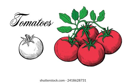 Vector illustration of hand drawn fresh tomatoes isolated on white background