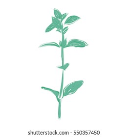 Vector illustration hand drawn  fresh oregano leaf. Herbs and spices