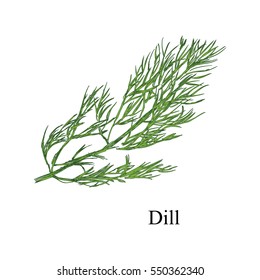 Vector illustration hand drawn fresh green bunch of dill isolated on white background. Sketch style