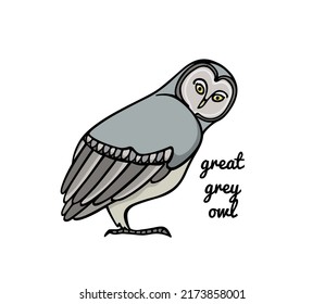 Vector illustration of hand drawn funny mysterious Great Grey Owl. Ink drawing, decorative graphic style. Beautiful animal design elements, logo template 