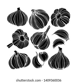 Vector illustration of hand drawn garlic. Beautiful food design elements, perfect for prints and patterns