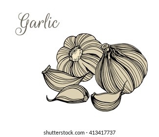 Vector illustration of hand drawn garlic. Vegetarian, healthy food illustration. Beautiful design elements.