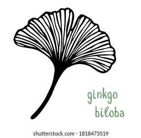 Vector illustration of hand drawn ginkgo biloba leaf. Black contour isolated on white background