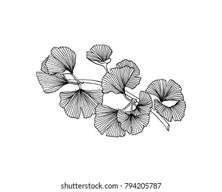 Vector illustration of hand drawn Ginkgo biloba branch. Ink drawing, graphic style.