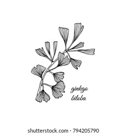 Vector illustration of hand drawn Ginkgo biloba branch. Ink drawing, graphic style.