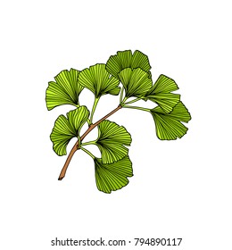 Vector illustration of hand drawn Ginkgo biloba branch. Ink drawing, graphic style.