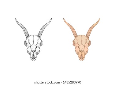 Vector illustration with hand drawn goat skull. Two variants: monochrome and colored. In realistic style. Isolated on withe background. For you design, tattoo or magic craft.