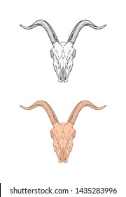 Vector illustration with hand drawn goat skull. Two variants: monochrome and colored. In realistic style. Isolated on withe background. For you design, tattoo or magic craft.