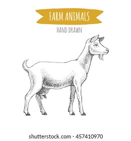 Vector illustration of hand drawn goat, isolated on white background. Farm animals collection.
