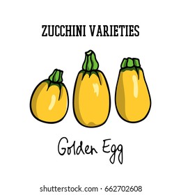 Vector illustration of hand drawn Golden Egg zucchini. Cool vegetable print, beautiful design elements