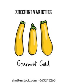 Vector illustration of hand drawn Gourmet Gold zucchini. Cool vegetable print, beautiful design elements