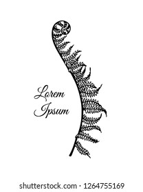 Vector illustration of hand drawn graceful fern leaf. Ink drawing, beautiful floral design elements.