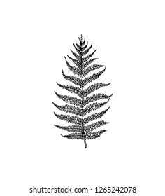 Vector illustration of hand drawn graceful fern leaf. Ink drawing, beautiful floral design elements.