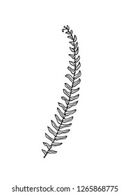 Vector illustration of hand drawn graceful fern leaf. Ink drawing, beautiful floral design elements.