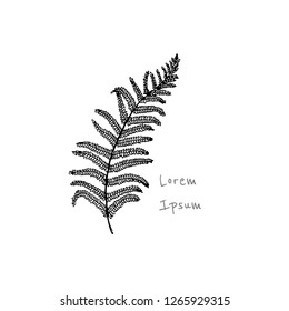 Vector illustration of hand drawn graceful fern leaf. Ink drawing, beautiful floral design elements.