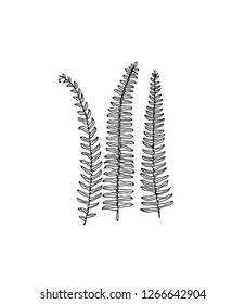 Vector illustration of hand drawn graceful fern leaves. Ink drawing, beautiful floral design elements.