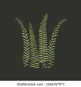 Vector illustration of hand drawn graceful fern leaves. Ink drawing, beautiful floral design elements.