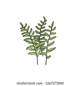 Vector illustration of hand drawn graceful fern leaves. Ink drawing, beautiful floral design elements.