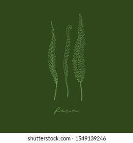 Vector illustration of hand drawn graceful fern leaves. Ink drawing, beautiful floral design elements. Line illustration on dark green background