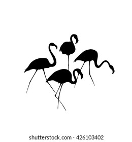 Vector illustration of hand drawn graceful flamingos made in silhouettes. 