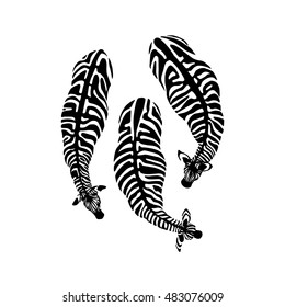 Vector illustration of hand drawn graceful zebras seen from the top. Beautiful ink drawing. Contrast monochrome drawing