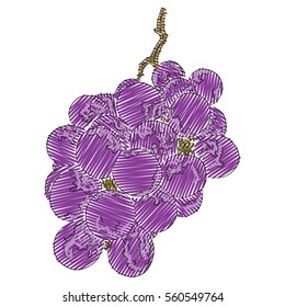 Vector illustration of hand drawn grape in marker scribble style