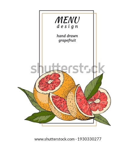 Vector illustration with hand drawn grapefruit. A color sketch composition fruits and leaves. Ready-made design for the menu page, packaging, labels, and advertising. Vintage engraving style