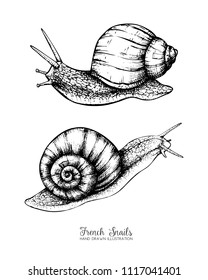 Vector illustration of hand drawn grapevine snails. Vintage sketch. Natural card design template. 