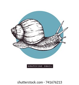 Vector illustration of hand drawn grapevine snails. Vintage sketch. Decorative card design template. 