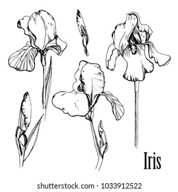 Vector illustration of hand drawn graphic set of iris. Isolated floral element. Drawing summer flowers.