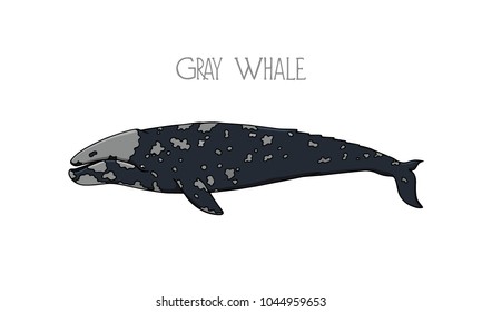 Vector illustration of hand drawn gray whale. Beautiful ink drawing, heavy contour. Perfect design elements, marine animal illustration