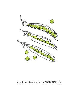 Vector illustration of hand drawn green pea pods. Vegetarian, healthy food illustration. Beautiful design elements.