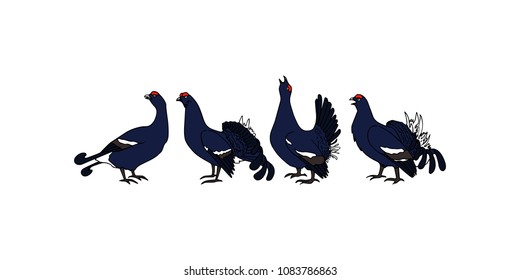 Vector illustration of hand drawn group of male black grouses. Beautiful animal design elements, ink drawing.