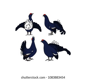 Vector illustration of hand drawn group of male black grouses. Beautiful animal design elements, ink drawing.