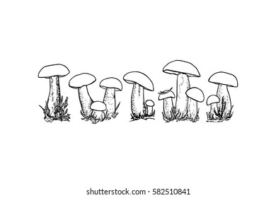 Vector illustration of hand drawn group of wild mushrooms. Ink drawing, graphic style. Beautiful food design elements.
