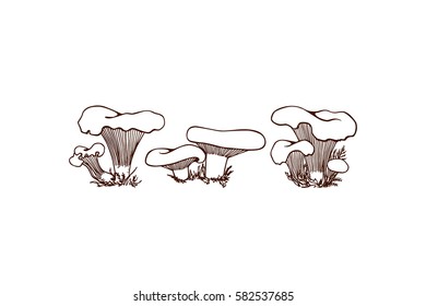 Vector illustration of hand drawn group of wild mushrooms. Ink drawing, graphic style. Beautiful food design elements.