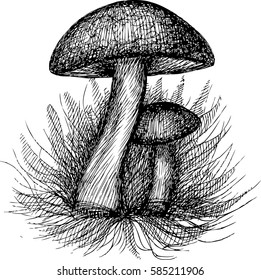 Vector illustration of hand drawn group of wild mushrooms. Ink drawing, graphic style. Beautiful food design elements.