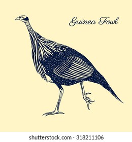 Vector illustration of hand drawn guinea fowl.